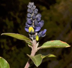 Monnina phillyreoides