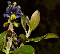 Monnina phillyreoides