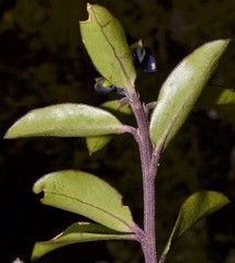 Monnina phillyreoides