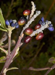 Monnina phillyreoides