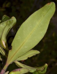 Monnina phillyreoides