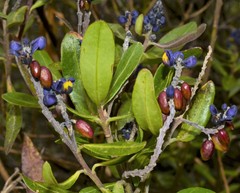 Monnina phillyreoides