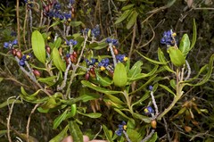 Monnina phillyreoides