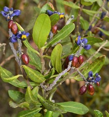 Monnina phillyreoides