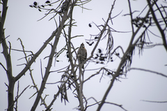 Zonotrichia capensis
