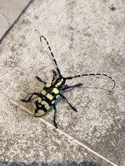 Anoplophora horsfieldii