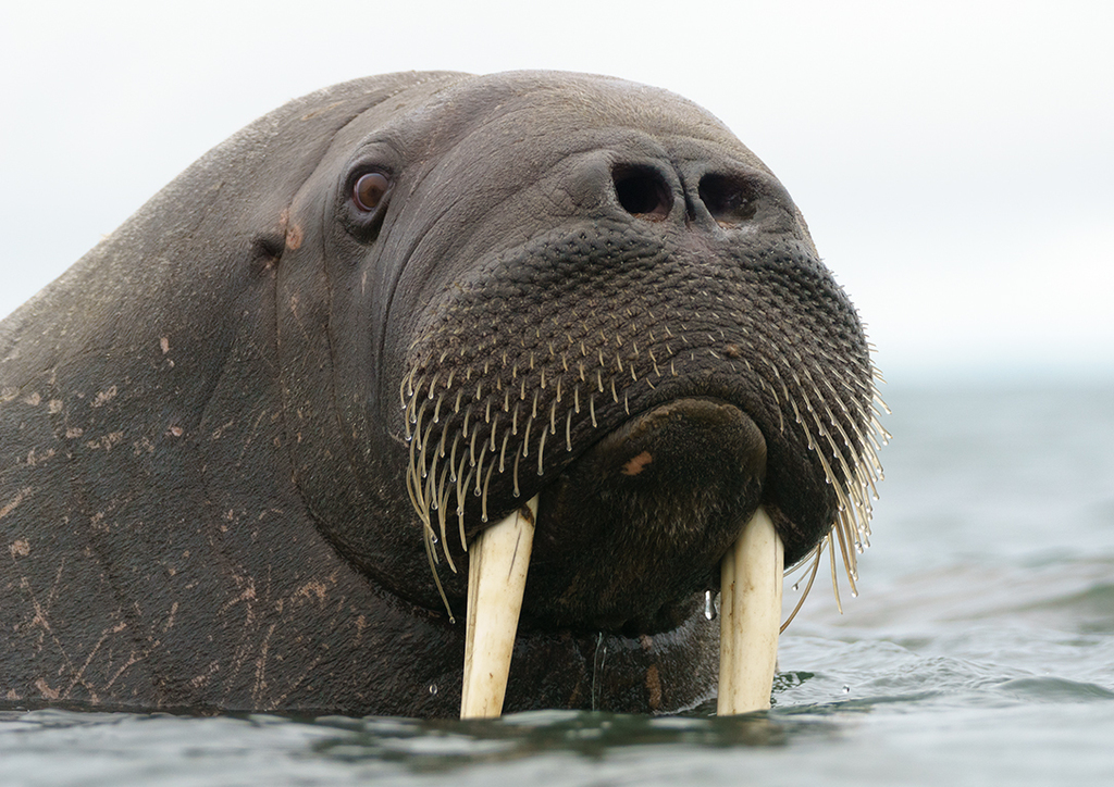 morsa (Odobenus rosmarus) in Rordaustlandet.