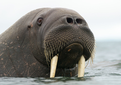 Morsa (Odobenus rosmarus) · NaturaLista Colombia