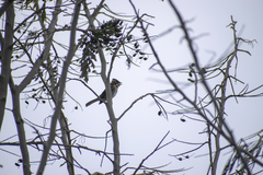 Zonotrichia capensis