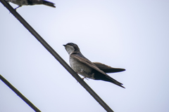 Pygochelidon cyanoleuca