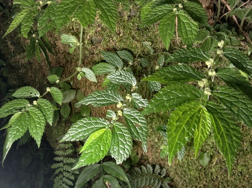 Elatostema parvum observed 2026-08-04