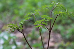Actaea pachypoda