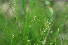 Carex radiata