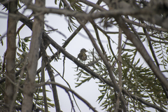 Camptostoma obsoletum