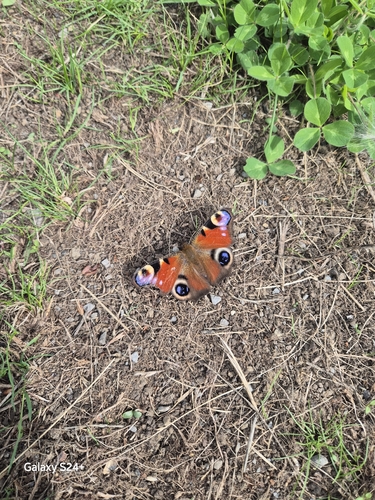 European Peacock Butterfly