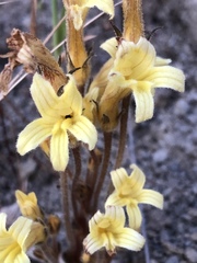 Aphyllon fasciculatum