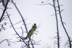 Tyrannus melancholicus