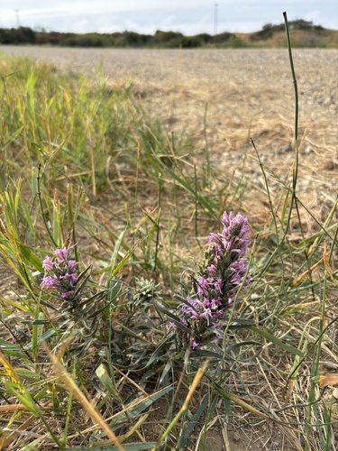 dotted gayfeather