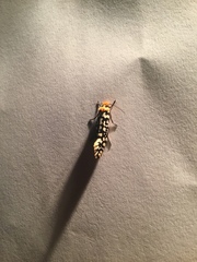 Moerarchis clathrata