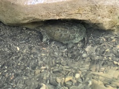 Actinemys marmorata pallida