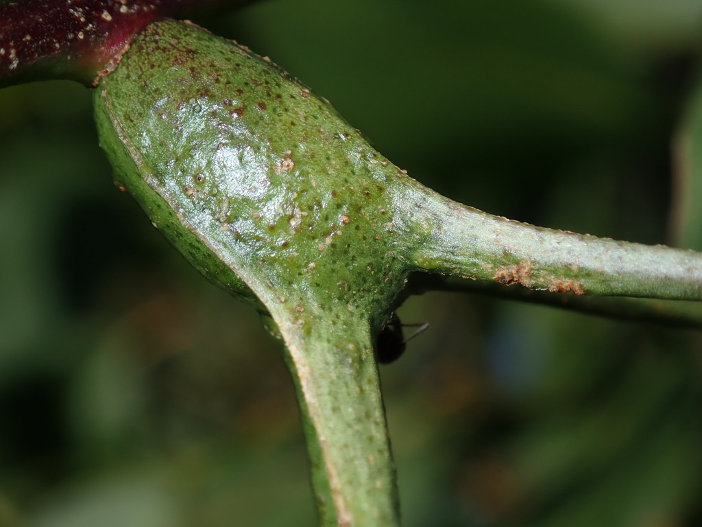 four-winged gall