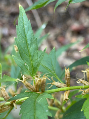 Datisca glomerata, photograph (c) klicklo, some rights reserved (CC BY)