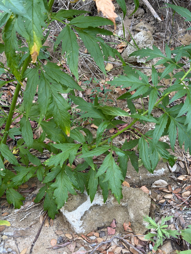 Datisca glomerata, photograph 2