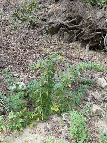 Datisca glomerata, photograph 4
