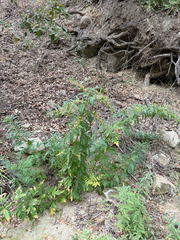 Datisca glomerata, photograph (c) klicklo, some rights reserved (CC BY)