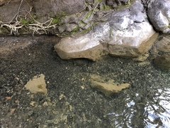 Actinemys marmorata pallida