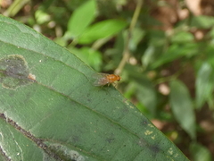 Neogriphoneura