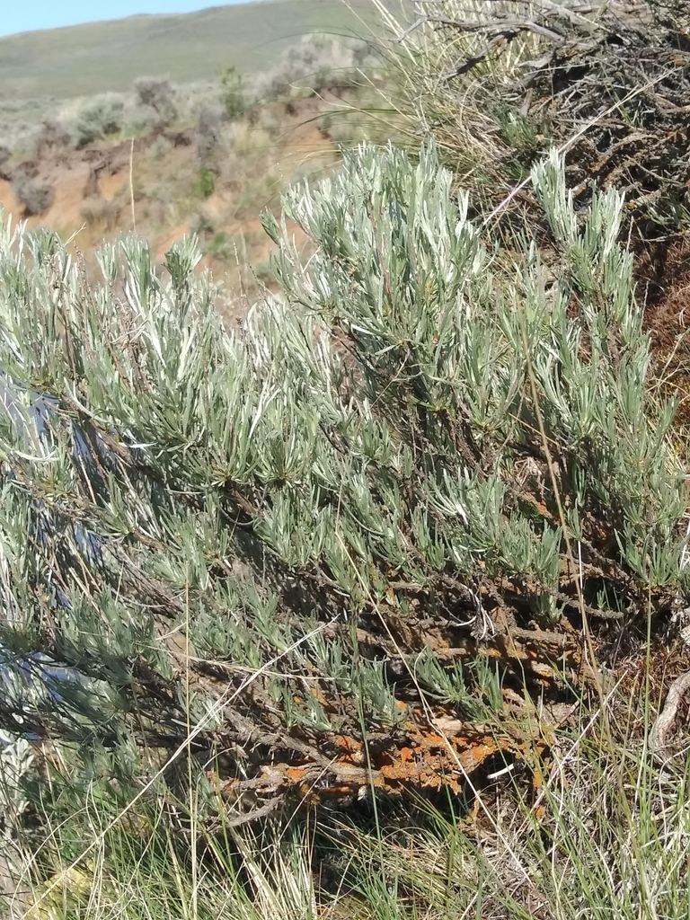 Scabland Sagebrush from Medical Springs, OR 97814, USA on May 07, 2020