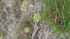 Allium fraseri