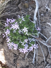 Phlox douglasii