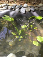 Echinodorus palifolius