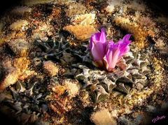 Ariocarpus kotschoubeyanus