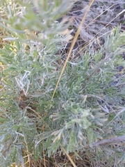 Artemisia tripartita