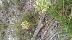 Allium fraseri