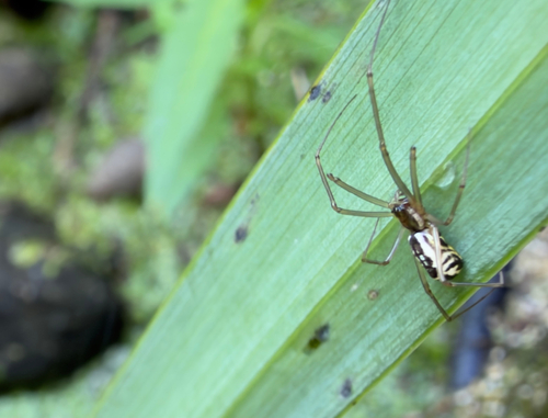 Filmy Dome Spider
