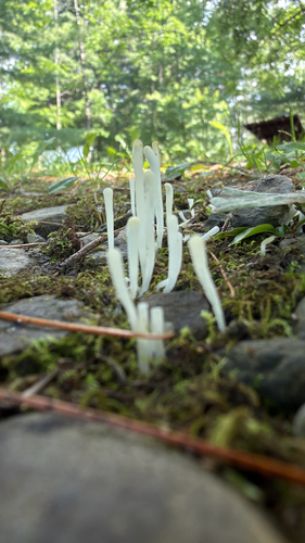 Fairy Fingers