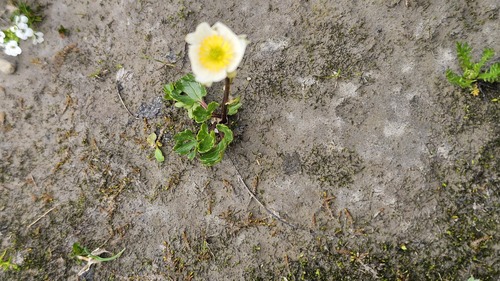 Ranunculus alpestris, photograph 4