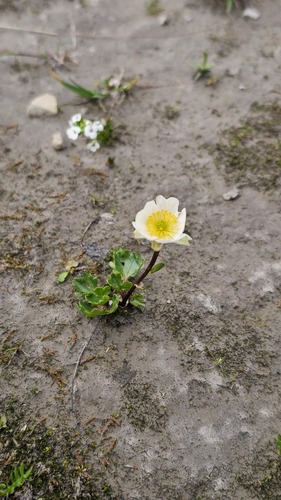 Ranunculus alpestris, photograph 3