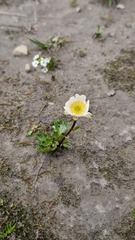 Ranunculus alpestris, photograph (c) Claude Kolwelter, some rights reserved (CC BY)