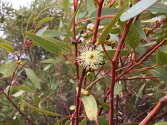 Eucalyptus argutifolia