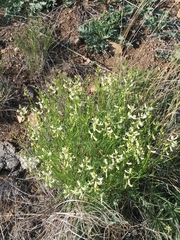 Astragalus conjunctus