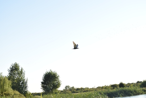 Whiskered Tern