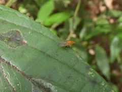 Neogriphoneura