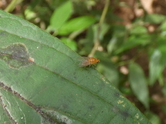 Neogriphoneura