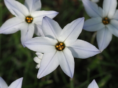 Ipheion