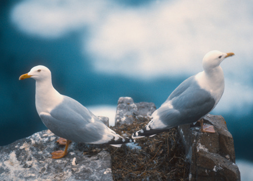 Thayer’s Gull｜塞耶氏鸥 参考照片